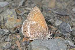 Image of Leptotes callanga (Dyar 1913)