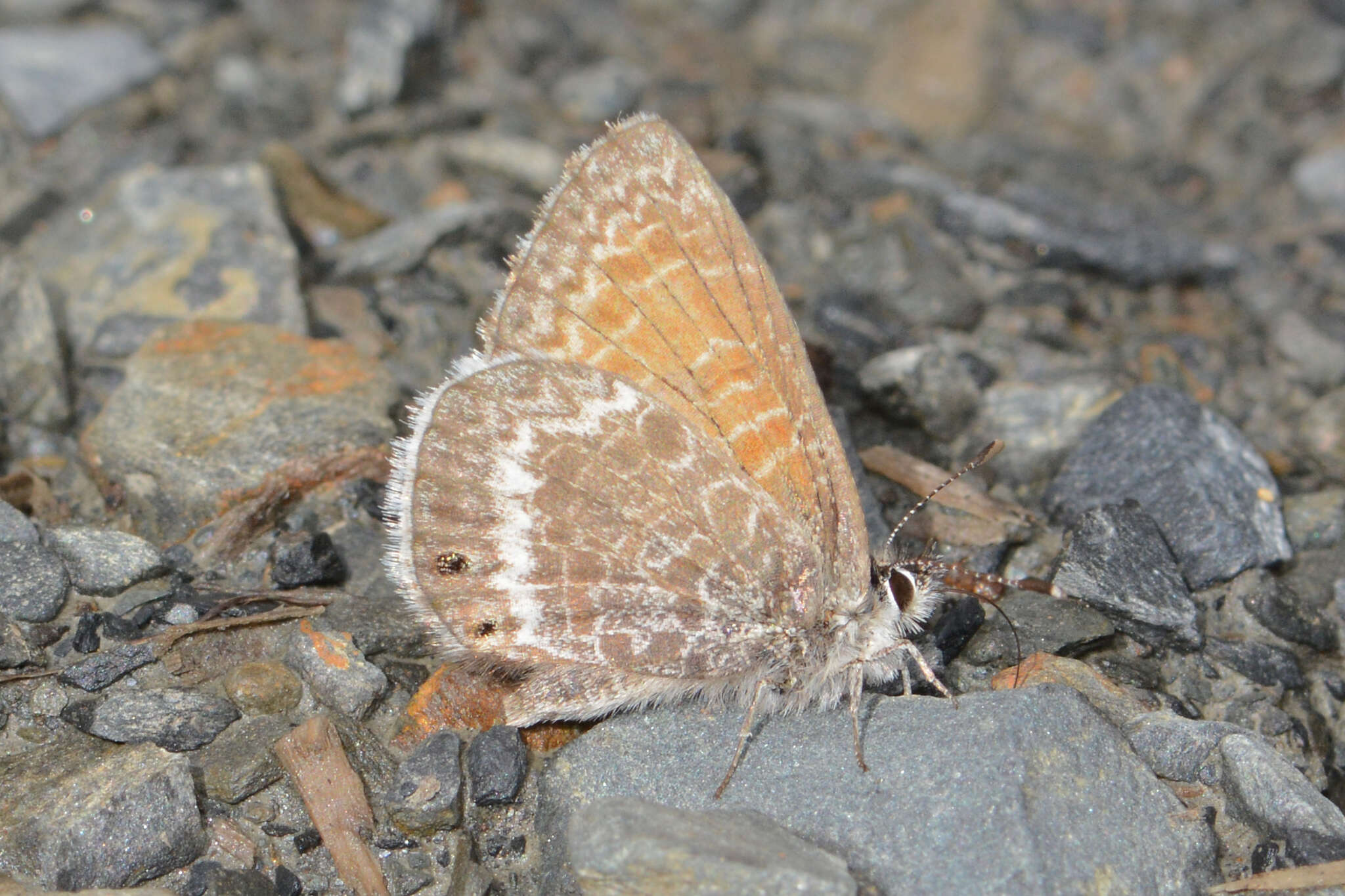 Image of Leptotes callanga (Dyar 1913)