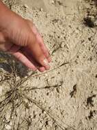 Image of barbed goatgrass