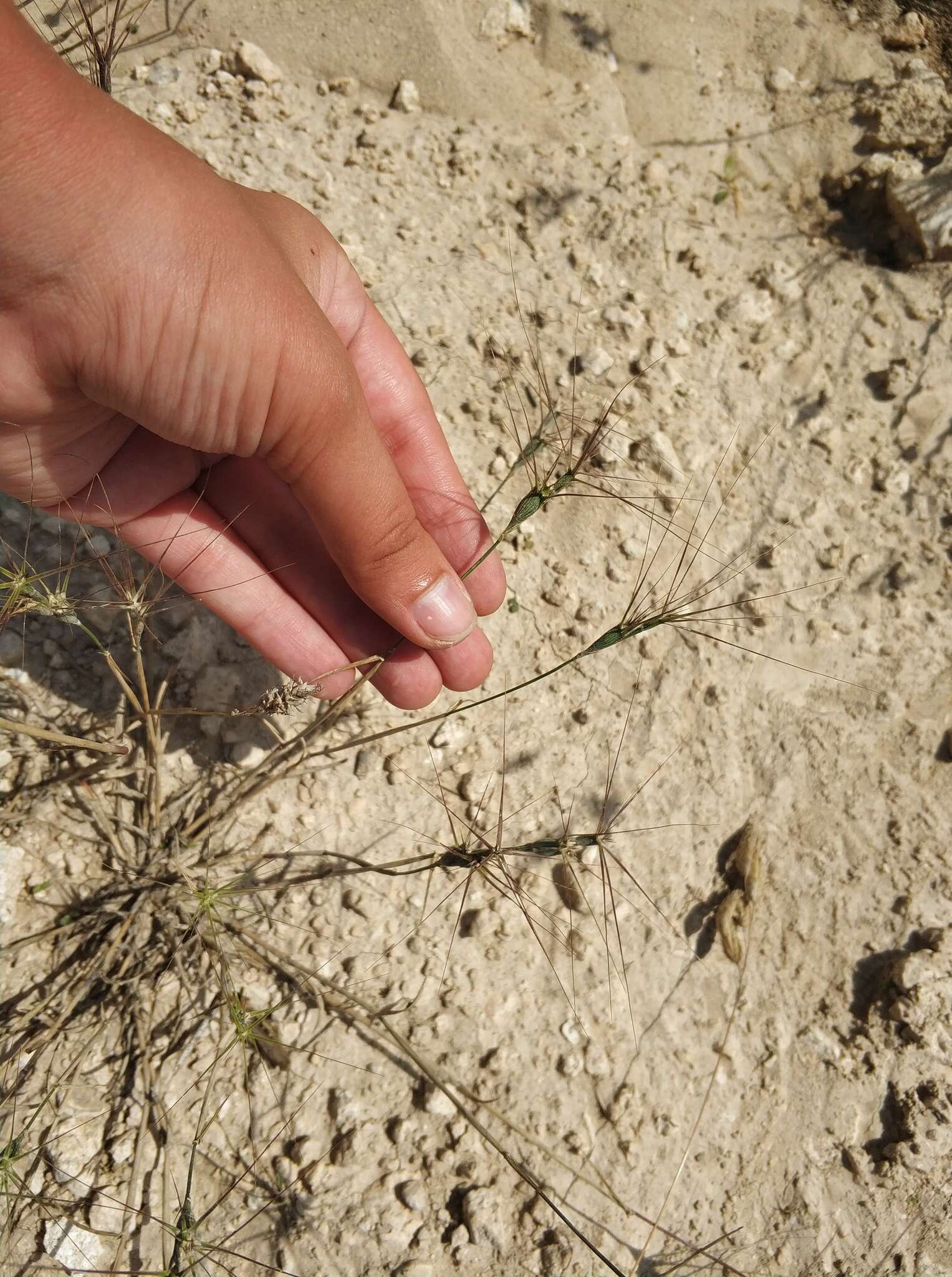 Aegilops triuncialis L. resmi