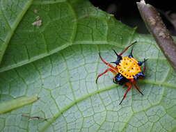 Image of Gasteracantha metallica (Pocock 1898)