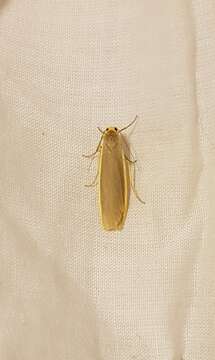 Image of common footman