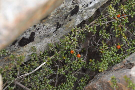 Imagem de Coprosma depressa Colenso ex Hook. fil.