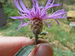 Image of <i>Centaurea gerstlaueri</i>