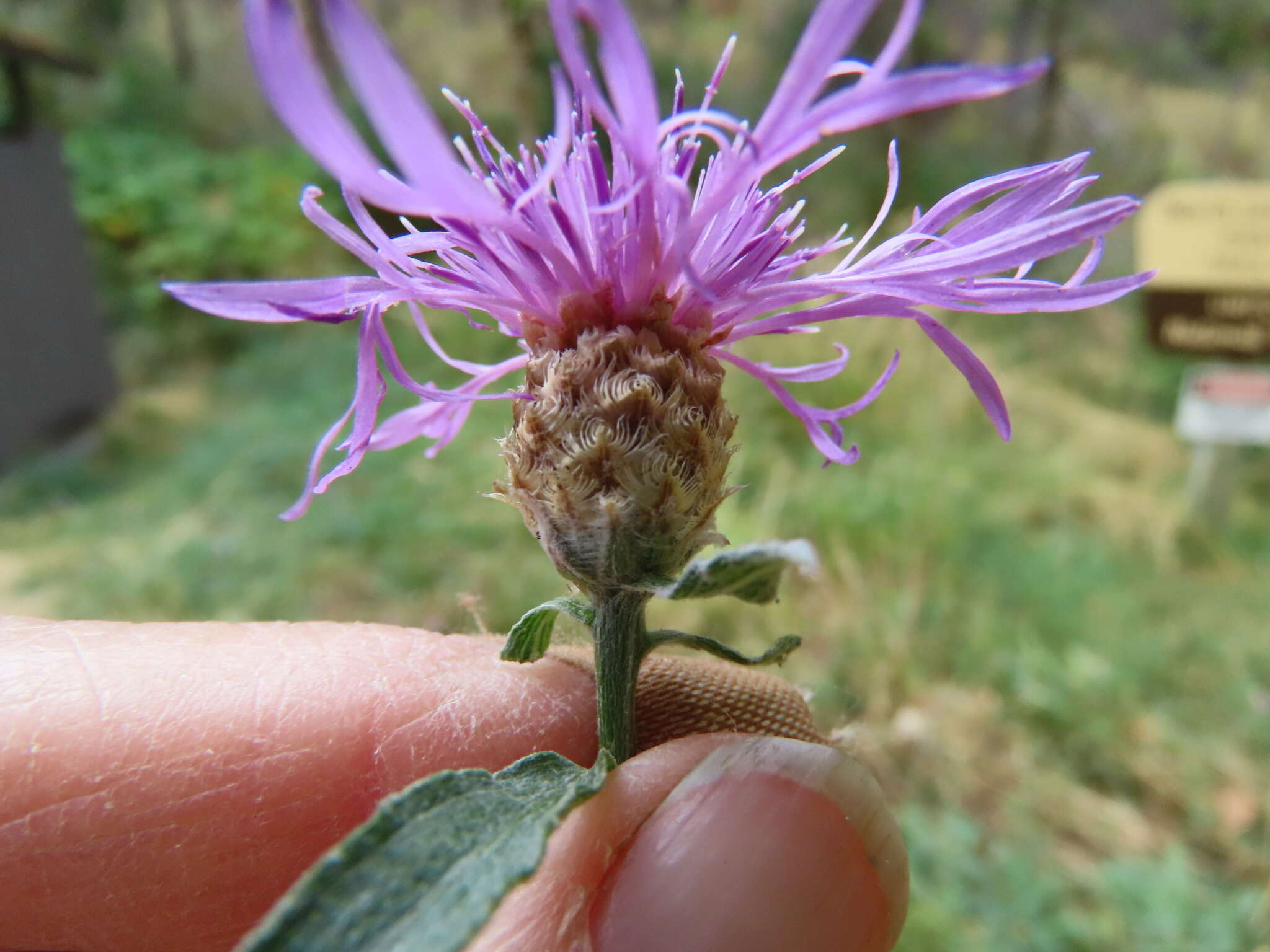 Image of <i>Centaurea gerstlaueri</i>