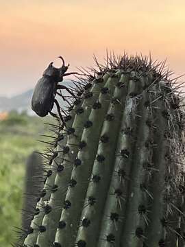 Megasoma thersites Le Conte 1861 resmi