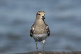 Image of Rufous-chested Dotterel