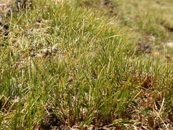 Image of Pacific Bog Sedge