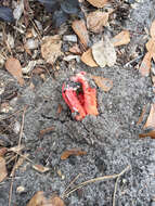 Image of column stinkhorn