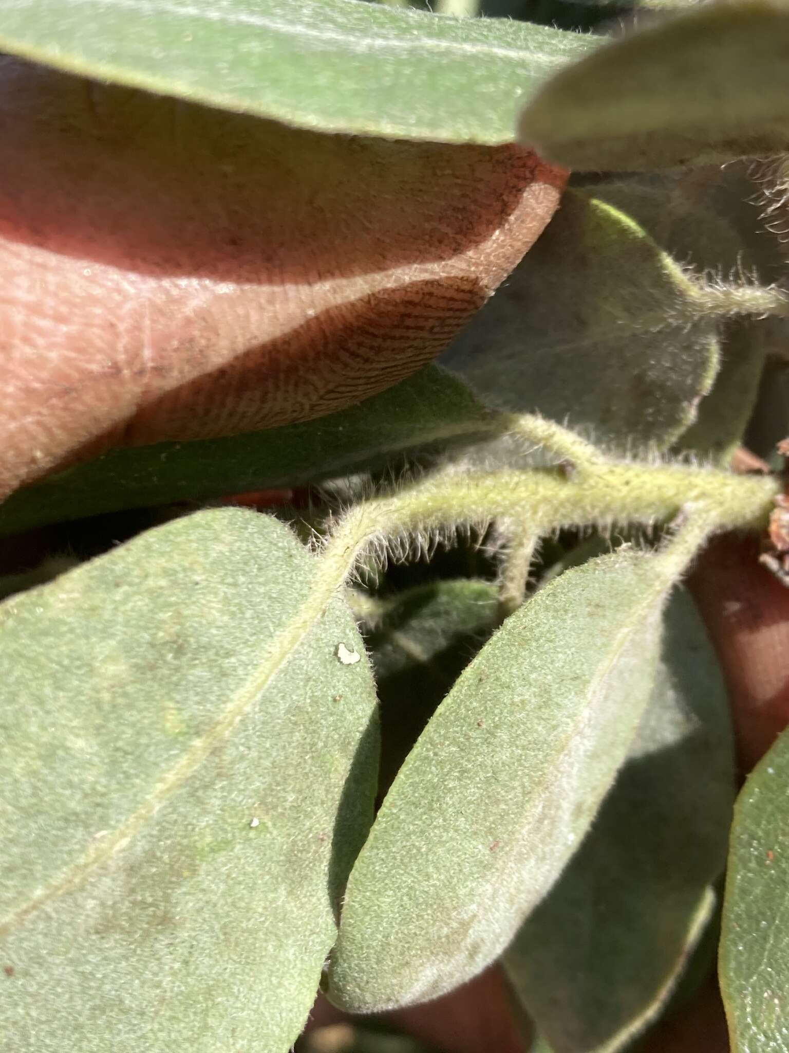 Слика од Arctostaphylos crustacea subsp. subcordata (Eastw.) V. T. Parker, M. C. Vasey & J. E. Keeley