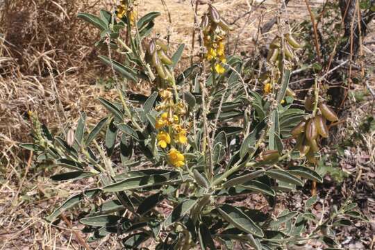 صورة Crotalaria novae-hollandiae DC.