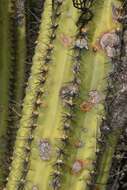 Imagem de Pilosocereus chrysacanthus (F. A. C. Weber) Byles & G. D. Rowley