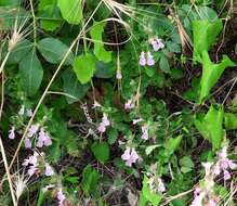 Image de Teucrium chamaedrys subsp. nuchense (K. Koch) Rech. fil.