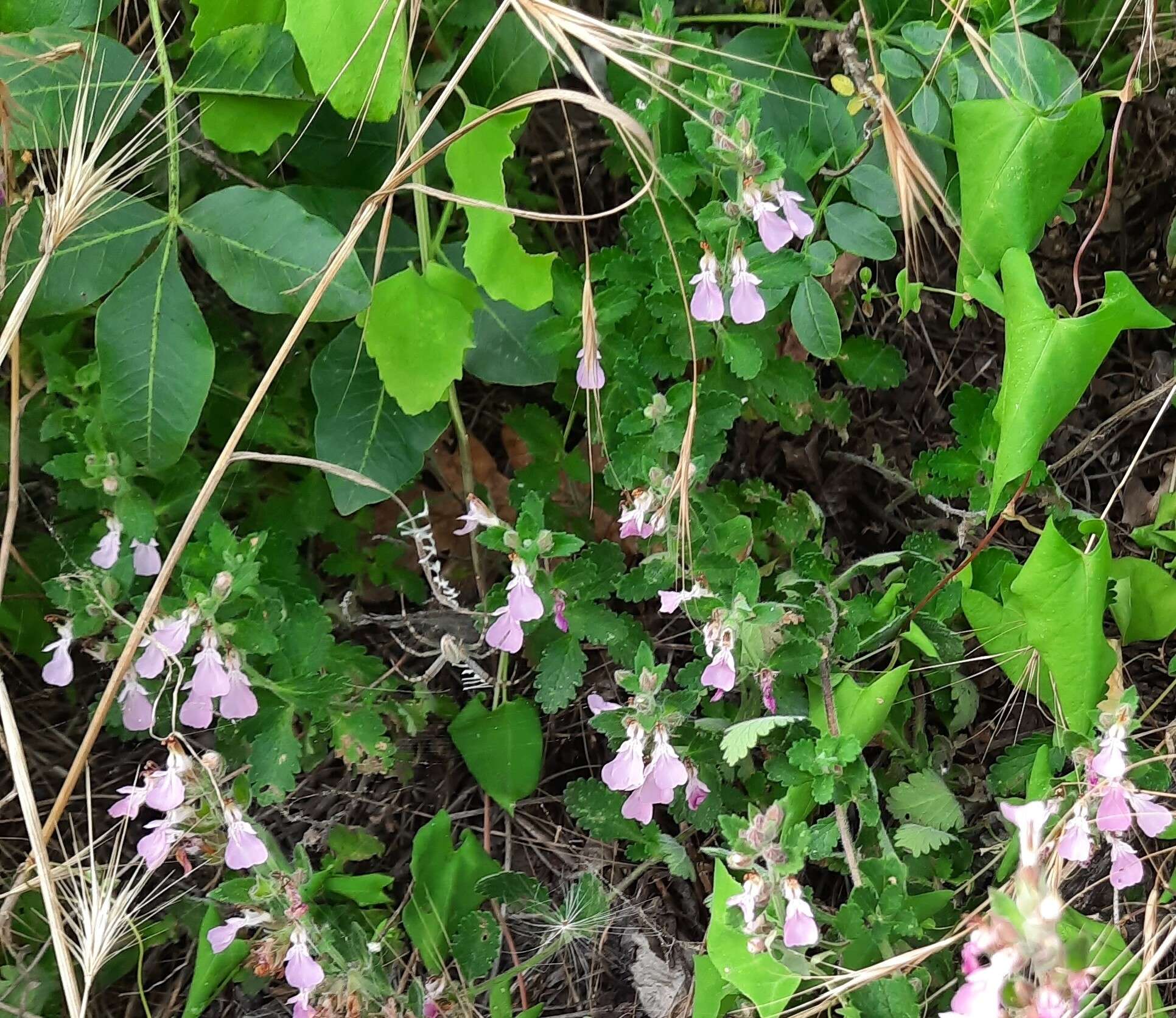 Image de Teucrium chamaedrys subsp. nuchense (K. Koch) Rech. fil.