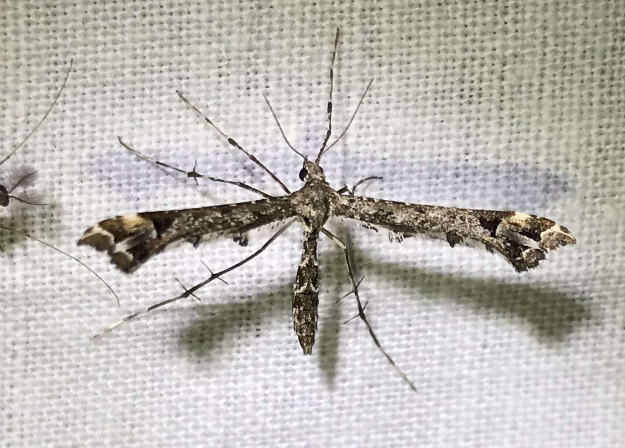 Image of Geranium Plume Moth