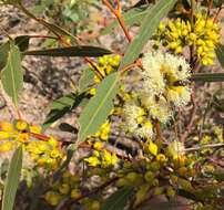 Image of Red Mallee