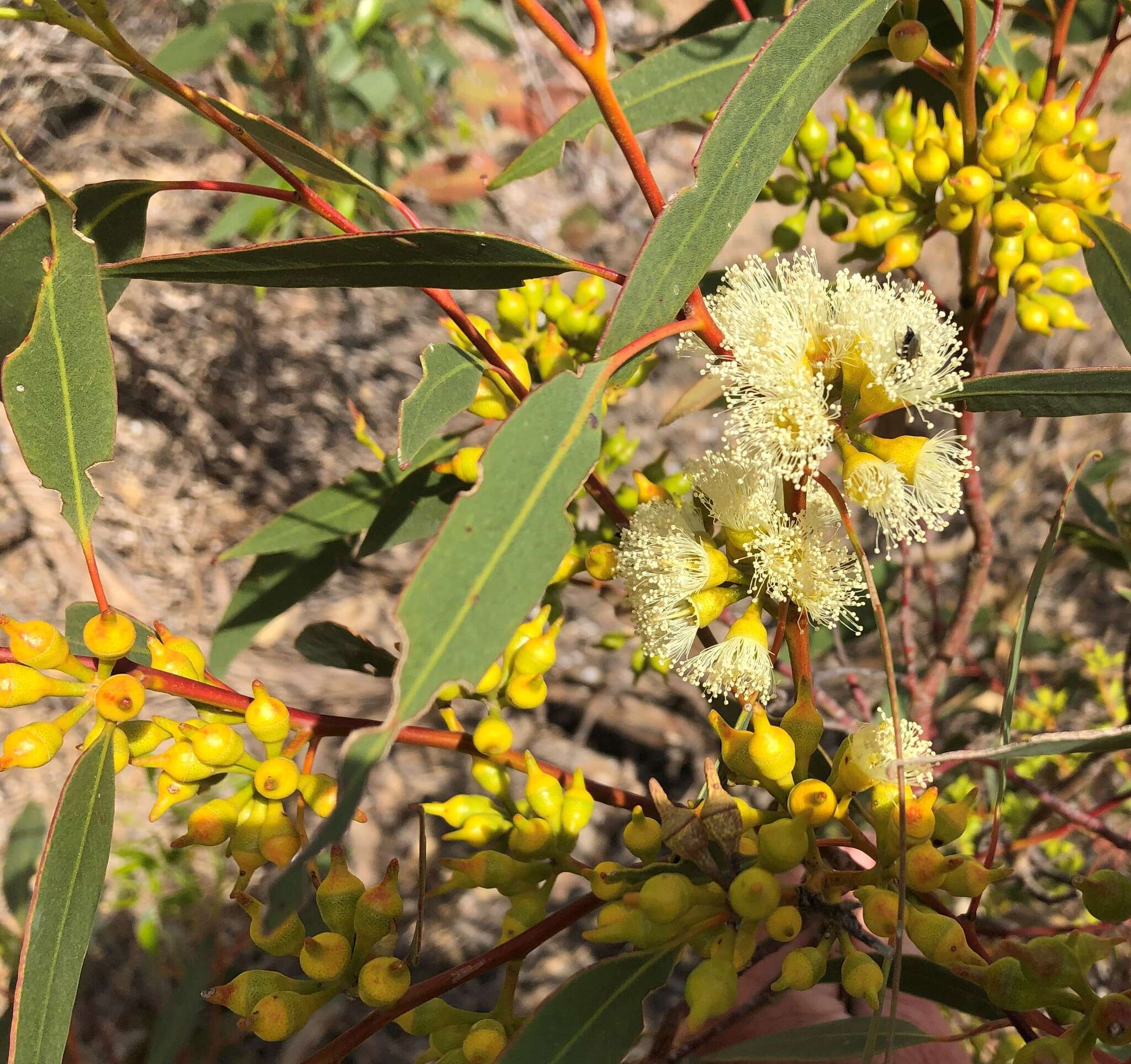 Image of Red Mallee