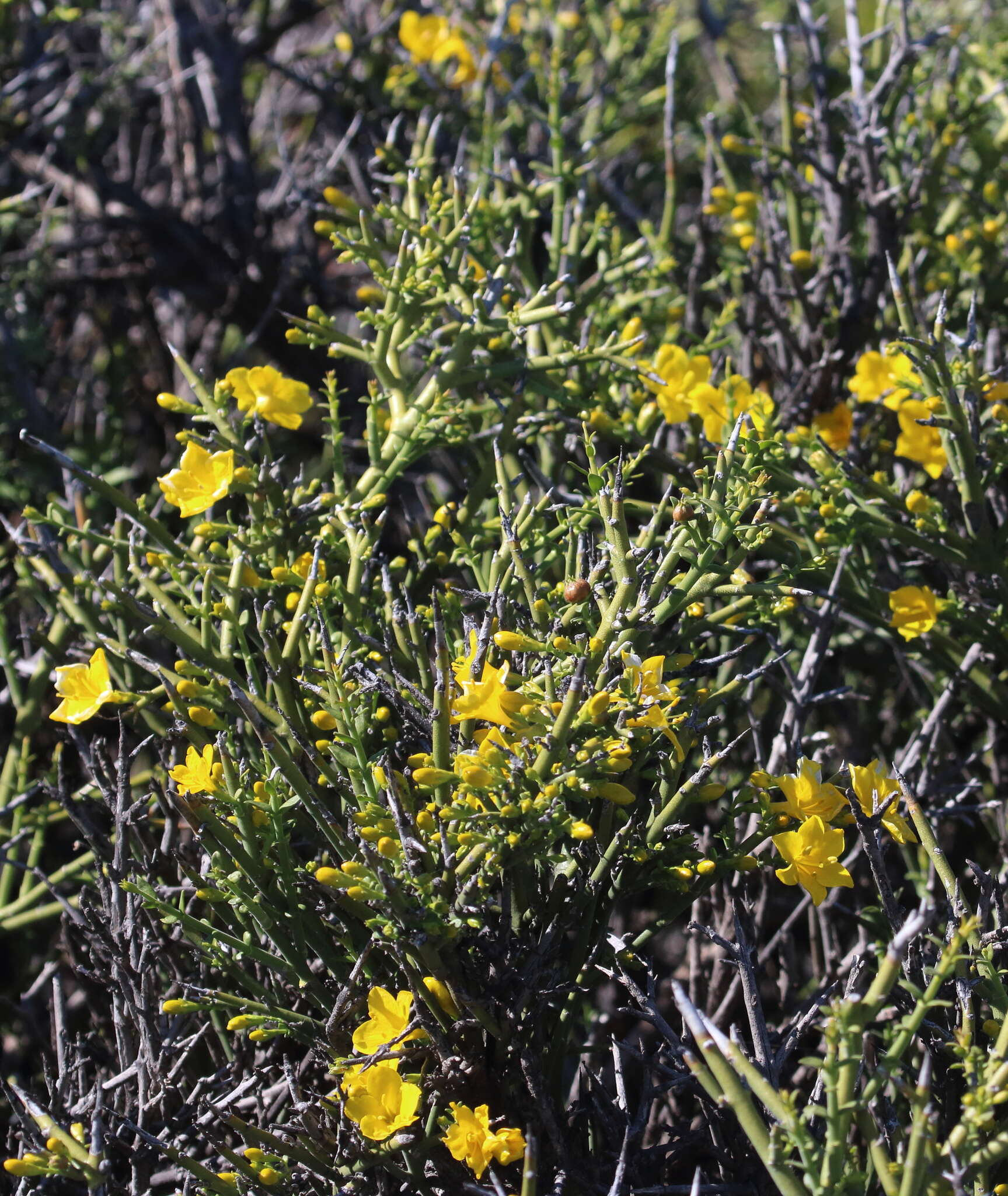 Image of Menodora robusta (Benth.) A. Gray