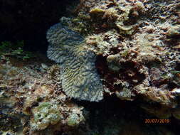 Image of Maze Coral