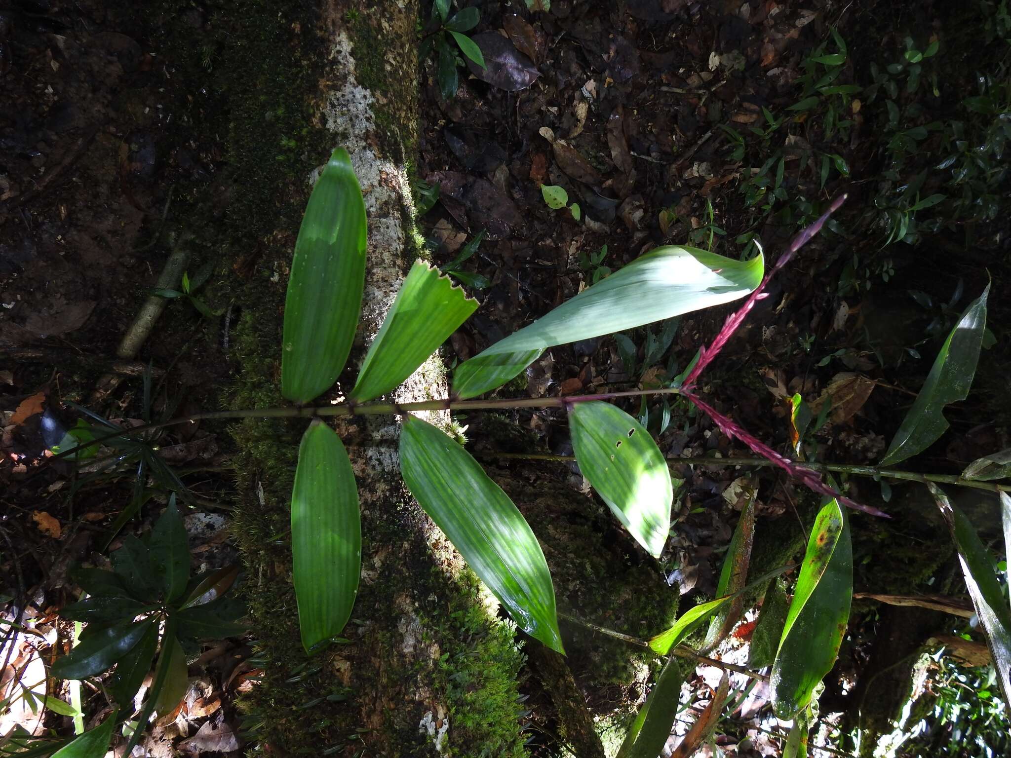 Image of Olyra obliquifolia Steud.