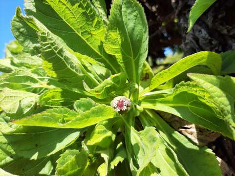 Image de Scalesia affinis Hook. fil.