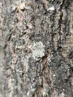 Image of rim lichen