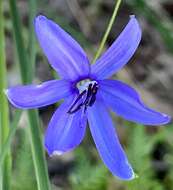 Image of Agrostocrinum scabrum (R. Br.) Baill.