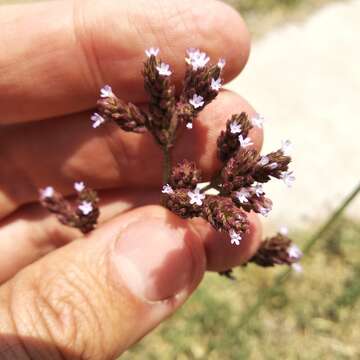 Sivun Verbena litoralis Kunth kuva