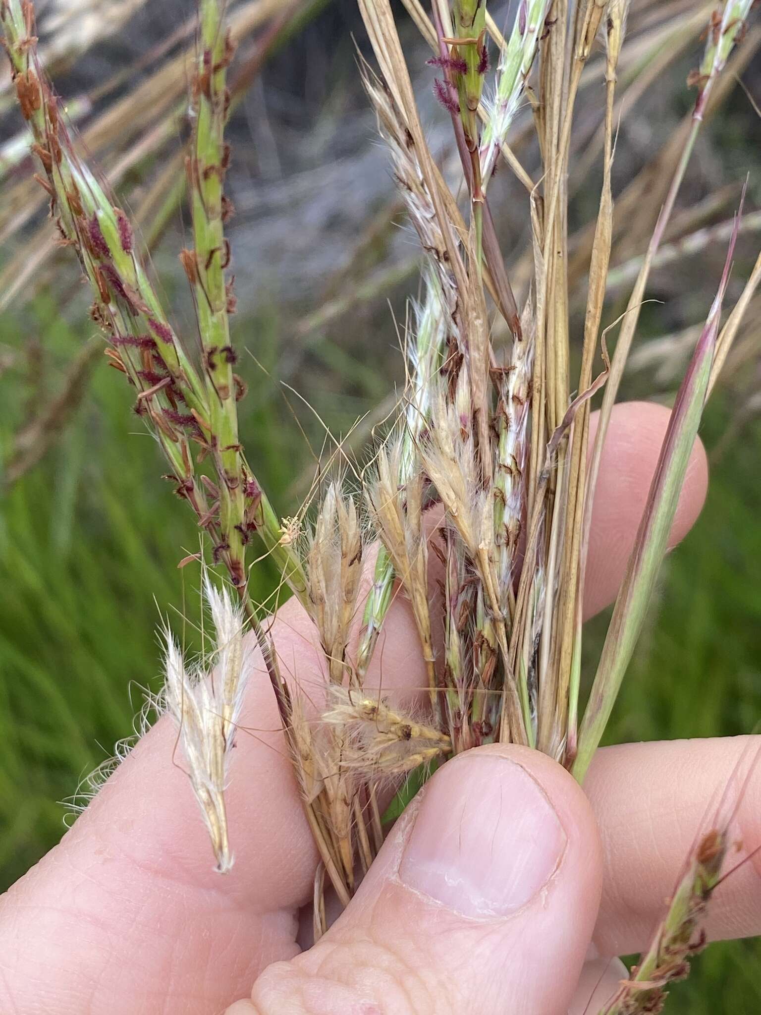 Image of bluestem