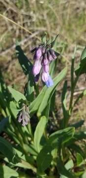 Image of oblongleaf bluebells