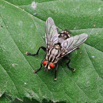 Image of Sarcophaga carnaria (Linnaeus 1758)