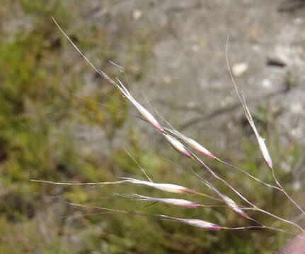 Imagem de Pentameris macrocalycina (Steud.) Schweick.