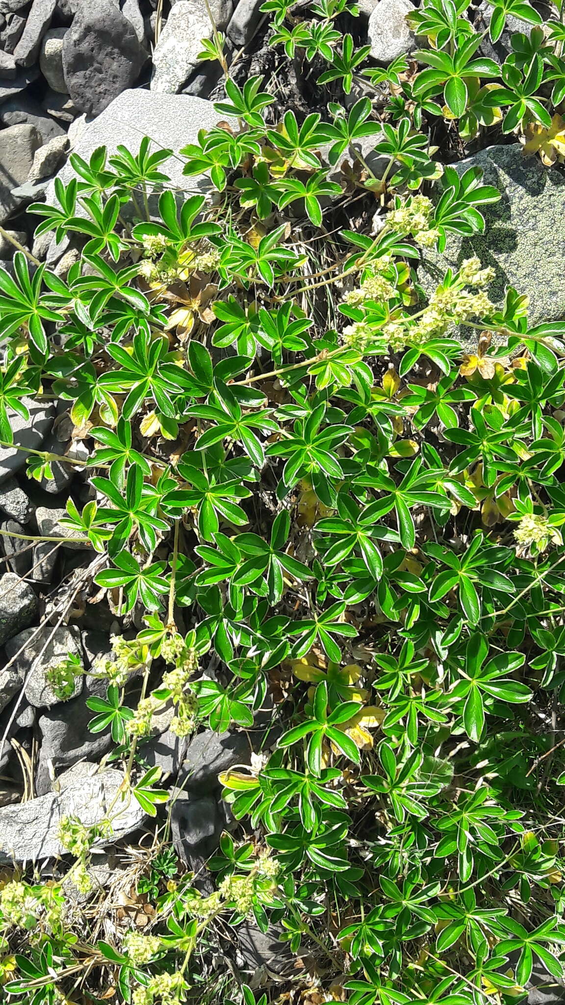 Image of Alchemilla saxatilis Buser