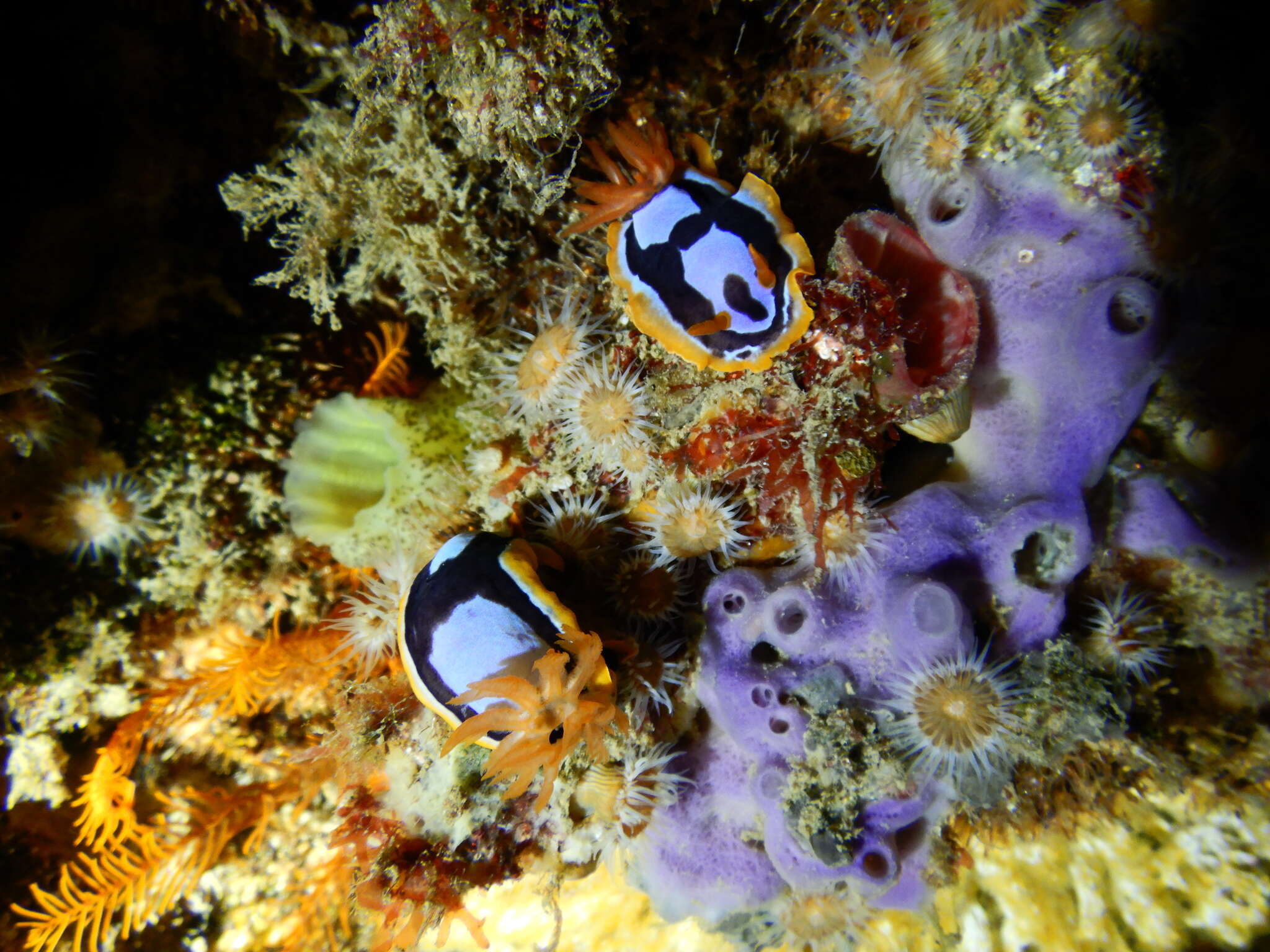 Image de Chromodoris westraliensis (O'Donoghue 1924)