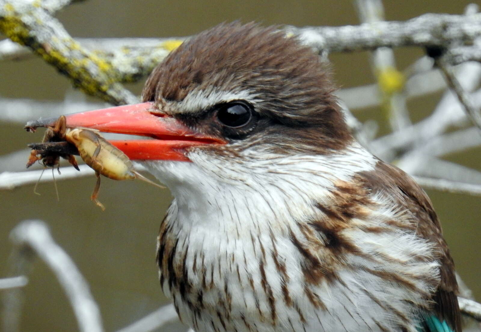 Imagem de Gryllotalpa africana Palisot de Beauvois 1805