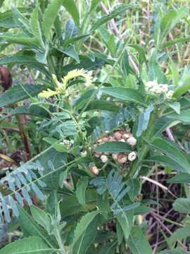 Image of Wing-Stem Camphorweed