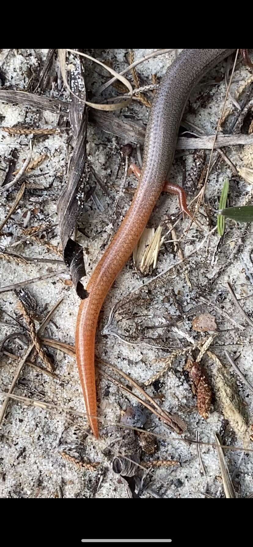 Plancia ëd Plestiodon egregius similis Mcconkey 1957