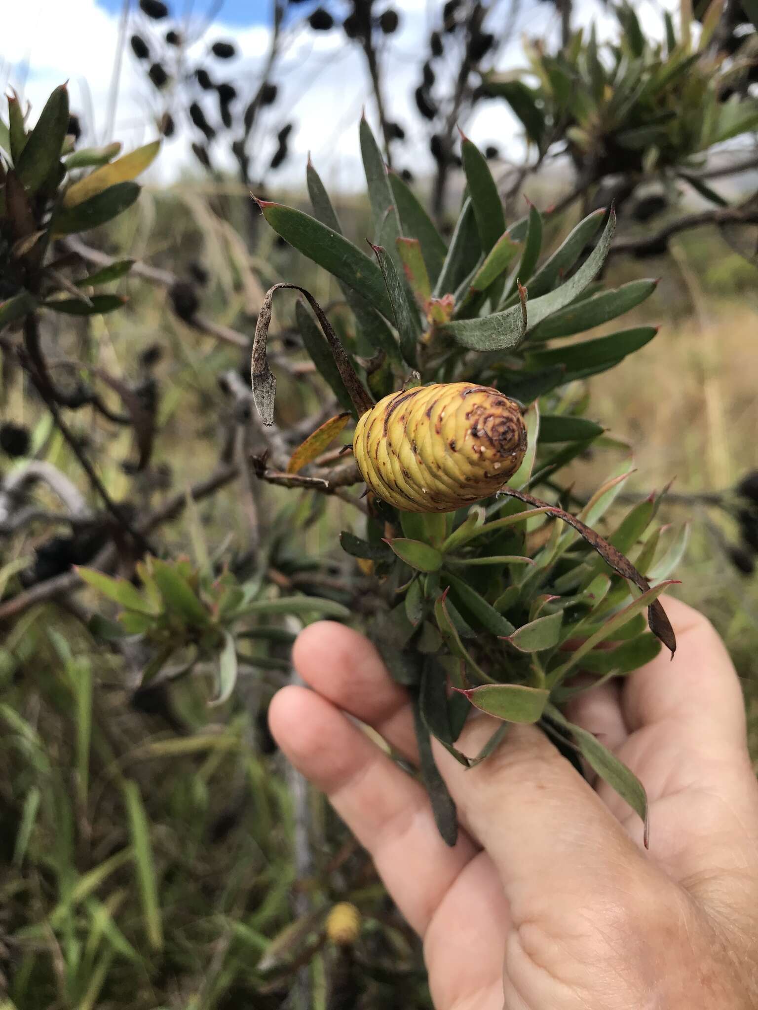 Image of Leucadendron macowanii Phillips