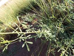 Image of white prairie clover