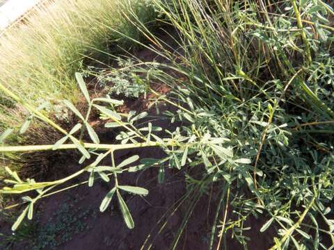 Image of white prairie clover