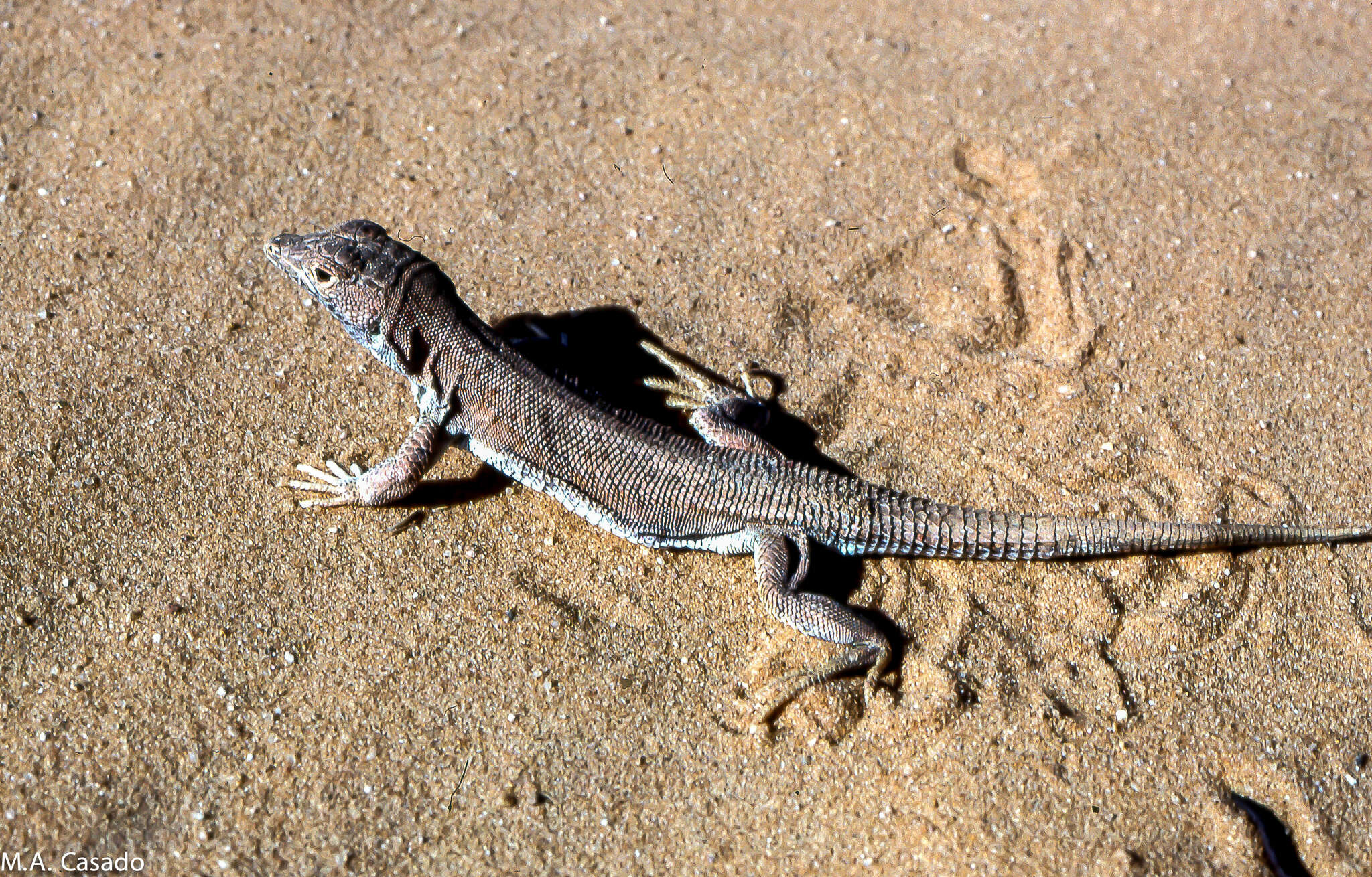 Plancia ëd Acanthodactylus taghitensis Geniez & Foucart 1995