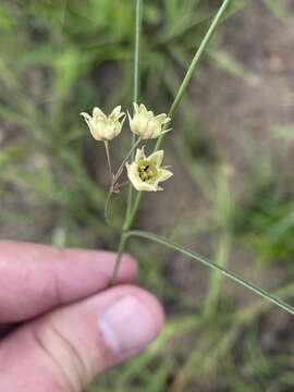 Image of Sisyranthus imberbis Harv.