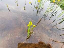 Image de Utricularia aurea Lour.