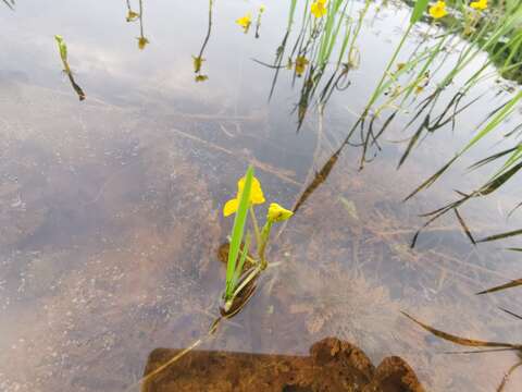 Image of Utricularia aurea Lour.