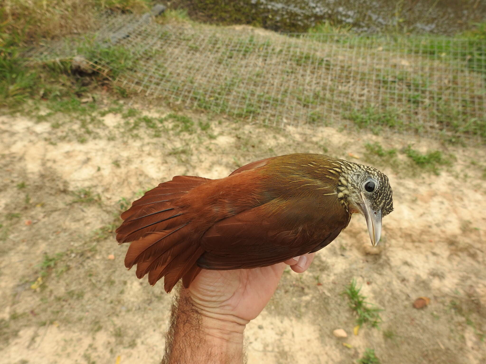 Image of Striped Woodcreeper