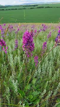 Image of Oxytropis knjazevii