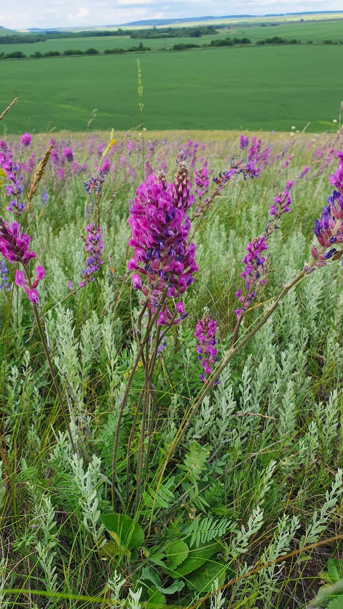 Image de Oxytropis knjazevii