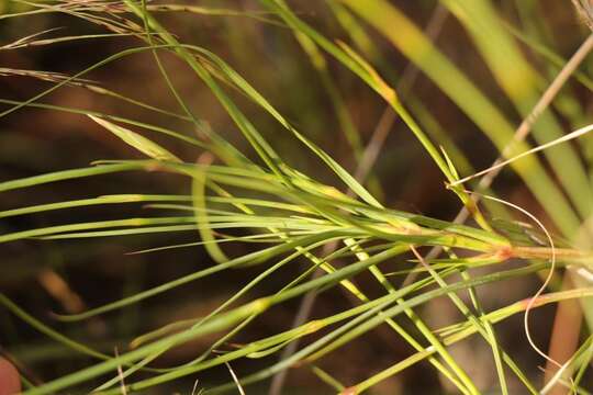 Image of Dianthus caespitosus Thunb.