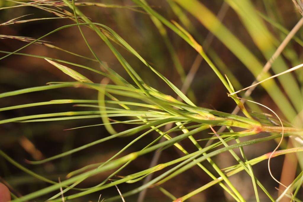 Dianthus caespitosus Thunb.的圖片