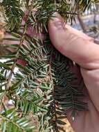 Image of Elongate hemlock scale